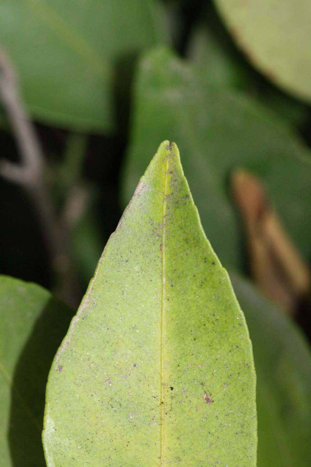              Margin (Riverside, CA)       